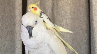 صغير الهيون فنغ، كبير الجرأة