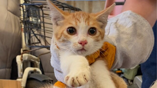 Kidnapping instead of buying is here again and again and again and again