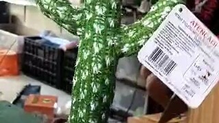 #dancing cactus