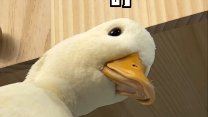 The wise don't fall in love; it's all about a big goose stewed in an iron pot.