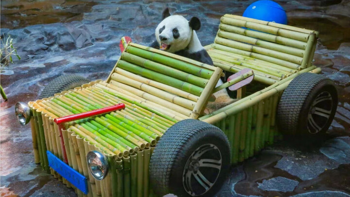 Which panda dad is the best at making fun content?
