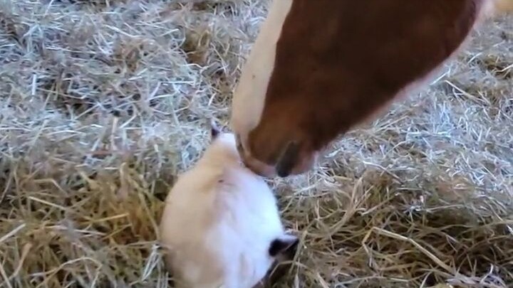 A Little Foal Puzzled by Cats