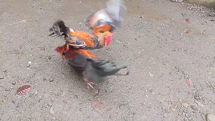 melsims black vs pumpkin sweater stags