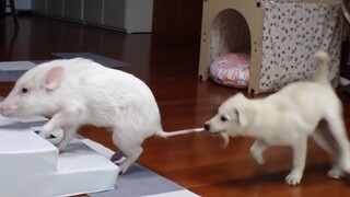 小猪因脾气太好，经常被狗子欺负，最终忍无可忍开始反击