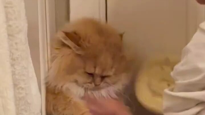 How Do You Tell if Your Cats Get Along?