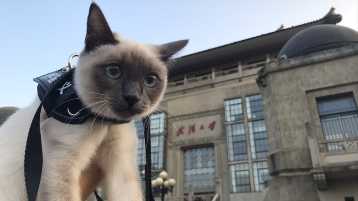 Berjalan di Universitas Wuhan Bersama Kucing Siam