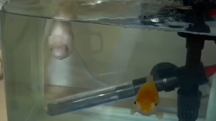 Ikan Gila dan Teman Raksasanya