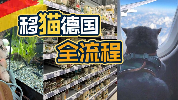 أطير مباشرة إلى ألمانيا مع قطتي ~ أنا القط المتفوّق اجتماعيًا طوال الرحلة ~ شرح مفصّل لجميع الإجراءا