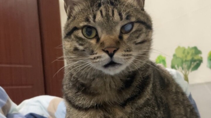 The dim-witted kitten can only be toyed with by its mom.