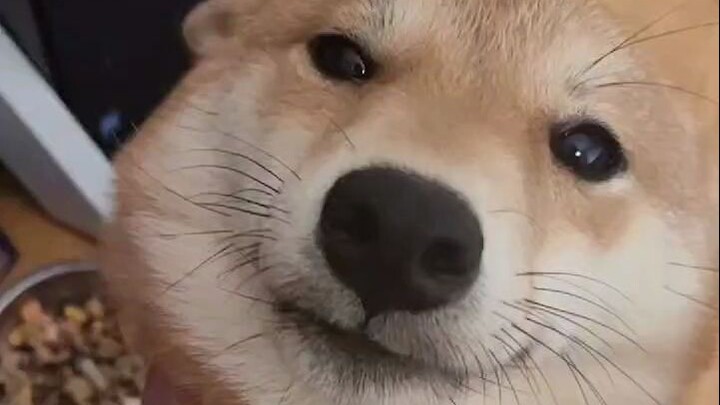 The network cable was bitten through by the big yellow rat.