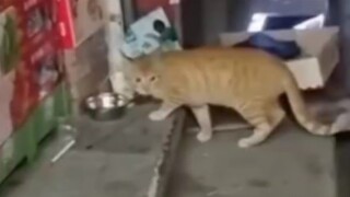 Haki Terbang