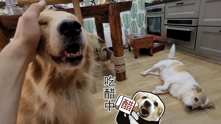 ความหึงของหมาจะน่ากลัวขนาดไหน? ถึงขั้นกินน้ำส้มสายชูของตัวเองเลยนะ!