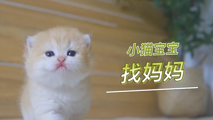 Mèo con đi tìm mẹ