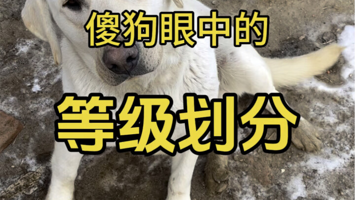 Even stupid dogs have a hierarchy—why am I always last in the shot!