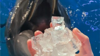 Melati makan es batu nih!