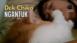 Dek Chiko Ngantuk, Mami Ga Boleh Berisik. funny, funny video, try not to laugh, pet, pets, cat, cats