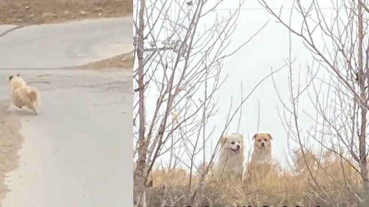 The firefighters were unable to find the point of the fire, but two puppies ran desperately to lead 