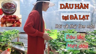 DÂU HÀN tại ĐÀ LẠT, có gì đặc biệt?|Du Lịch & Ẩm thực Đà Lạt.