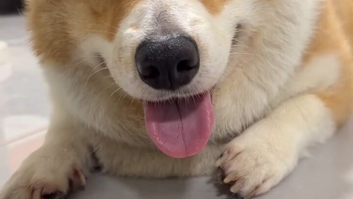 corgi