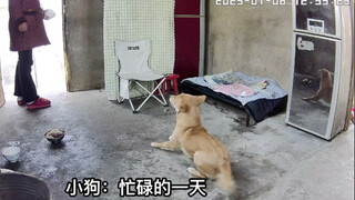 الجرو راضٍ جدًا عن عمله.