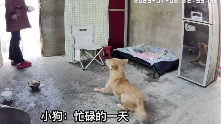 الجرو راضٍ جدًا عن عمله.