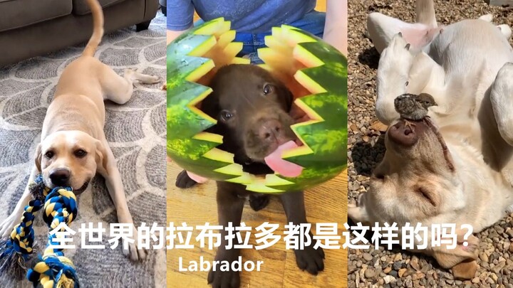 Apakah semua Labrador di seluruh dunia seperti ini?