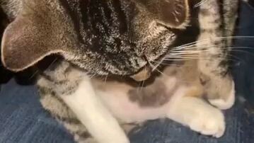 kucing endut. (random video)