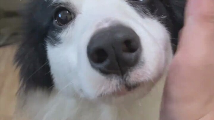 Border Collie yang suka dipukul di pipi, nggak bisa di-bully—kali ini benar-benar si kecil dan majik