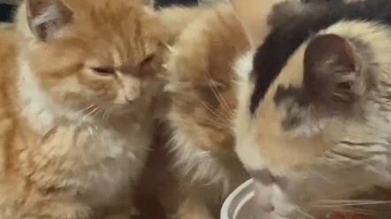 Một bé 5 tuổi rưỡi đã dùng tiền lì xì và tiền tiêu vặt của mình để cưu mang một bầy mèo hoang trong 