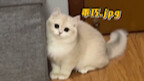 So I just caught it—what’s the big deal? #ATen-PoundCatWithaNine-PoundRebelliousStreak #Pets