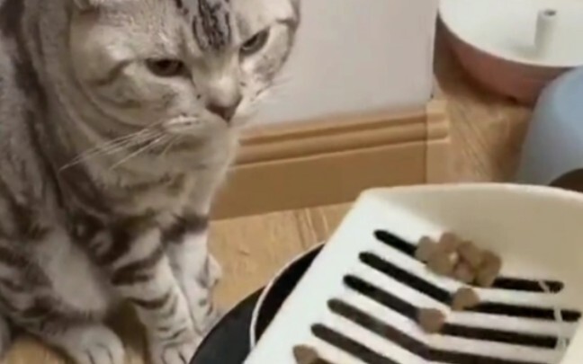 Kucing: Cara kamu memasak sepertinya mirip dengan tante kantin