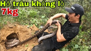 Đập Tan Ụ Mối Bắt Ổ Rắn Hổ Trâu Khổng Lồ To Nhất Trong Đời Bắt Rắn Của Săn Bắt Ẩm Thực Vùng Cao