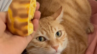 Bagaimana aku menjelaskannya padanya bahwa ini hanyalah roti kulit harimau, bukan seekor kucing oran