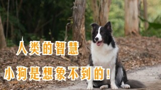 Kecerdasan manusia benar-benar di luar bayangan anjing kecil!