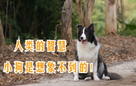 人类的智慧小狗是想象不到的！