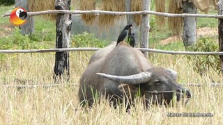 Adakah yang Tau Burung Kerak Kerbau??