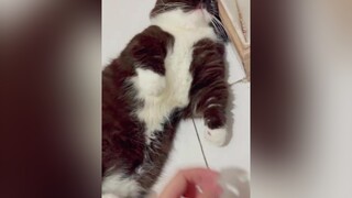 voiceeffects  Part 2 Lêu Lêu Lêu =)))))) meo cat meowsoju cats meocute fypシ