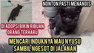 Allahu Akbar Anak Kucing Lumpuh Kehausan Di Jalanan Mencari Setetes Air Untuk Bertahan Hidup..!