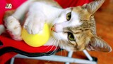 How a very lazy cat in the world plays ball