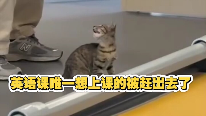 A kitten disrupted class, and the teacher “frantically” escorted it out of the classroom.