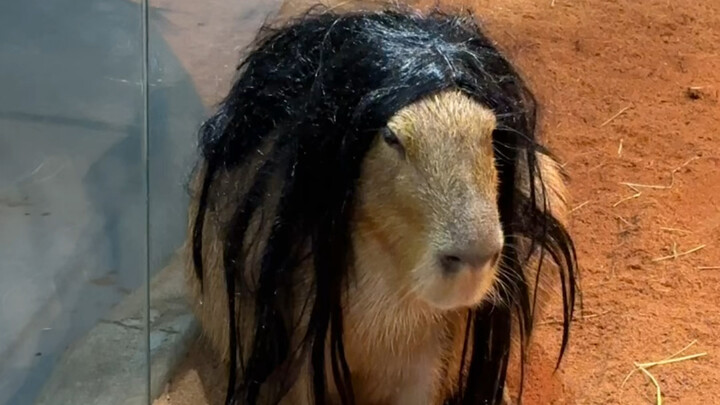 Look what the capybara looks like when it wears a wig!