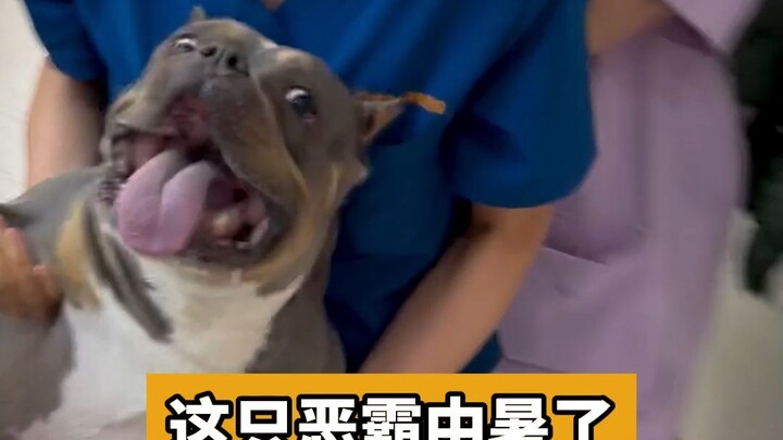 Summary of the 2023 Pet Hospital! Check if your pet has ever suffered from any of the diseases liste