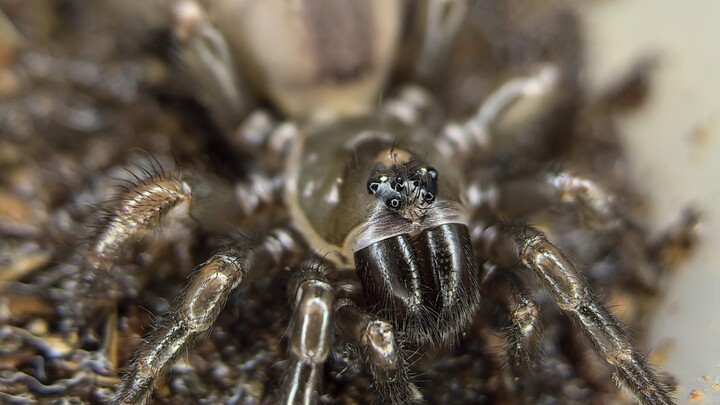 Predation Compilation of Two Australian Members of the Heteropodidae Family (Part 2)