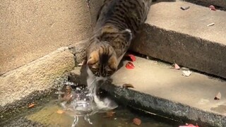 Cat lovers, rejoice! You absolutely have to visit Saienji at least once!