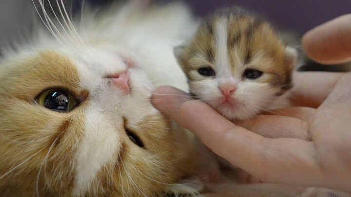 Nyiurin anak kucing buat para netizen, malah semua pada jatuh cinta sama si mama kucing yang cantik!