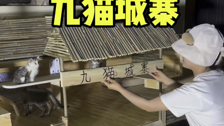 Buat tempat tidur kucing musim panas raksasa untuk kucing-kucing liar di halaman - Nine Cats City