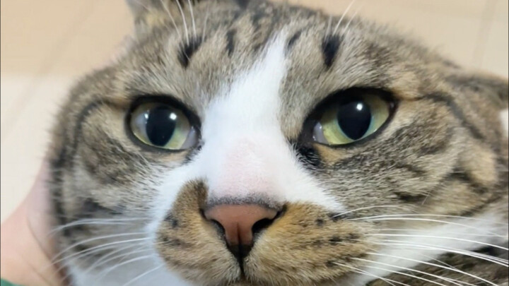 فاداسي لينّ جدًا بالفعل.