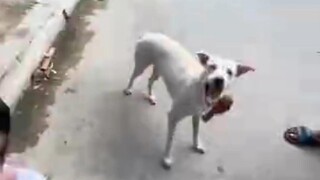 Dog Food