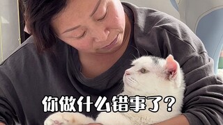 Ái phi: Hiểu rồi! Nhận được rồi!