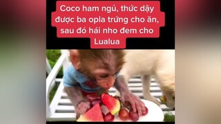 LenMoodCungKFruit monkey dog xuhuong xuhuongtiktok animals cliphai cliphay family thieunhi friends car cute egg COCO VÀ CUỘC HẸN VS BẠN